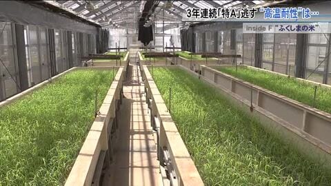 岐路に立つ“ふくしまの米”　食味ランキング3年連続「特A」ゼロ　急がれる暑さに強い新品種の開発
