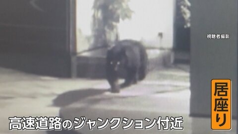 「こんなに大きいのか」緊急銃猟のハンターが見た重さ120キロのクマ　冬眠明けは攻撃的に、注意必要　福島・郡山市