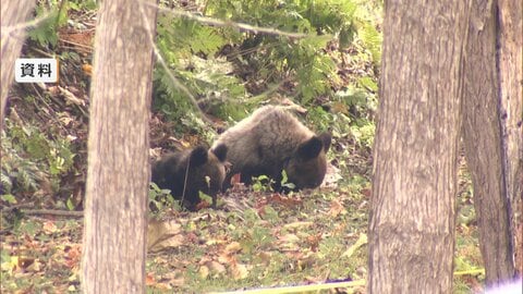 クマのガイドライン“前倒し”改定　保護から管理へ基本方針見直し　ヒグマとツキノワグマは全国を区域分け　人身被害相次ぎ　環境省