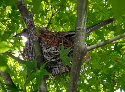 これ何という鳥？自宅の庭の木で突然始まった子育て　ヒナが巣立ちを見届けると実は…【2025ピックアップ】