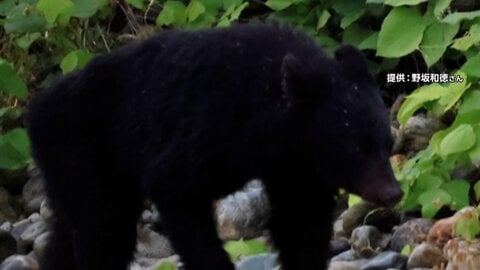 神戸市でクマを初確認　近くにゴルフ場　京都･天橋立では再び目撃情報…青森・岐阜・富山でも