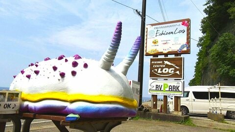 「越前がに」に次ぐ観光資源は海の宝石「ウミウシ」　300種類が生息する越前海岸　“聖地”で進む一大プロジェクト