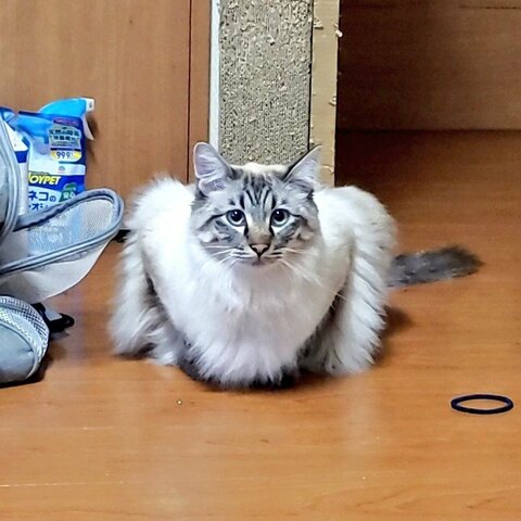 腕立て伏せしてる!? 筋トレ中みたいな“マッチョ猫”が話題…どんな体勢だったのか図解してみた
