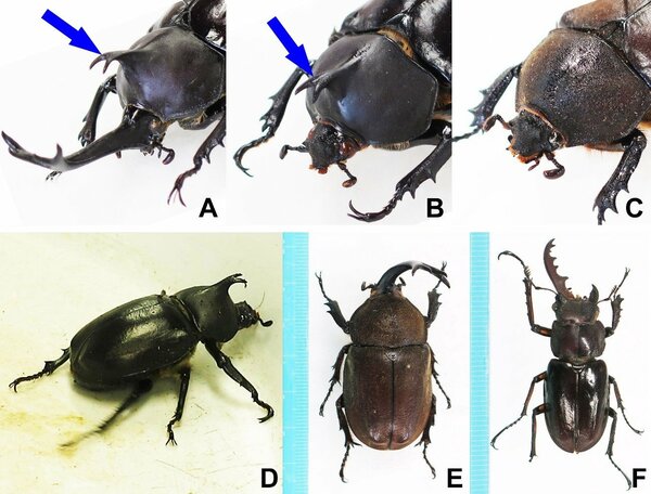 カブトムシ　オス　メス　標本　ケース付き　早い者勝ち！ 国立科学博物館】「オスでもありメスでもある」カブトムシの内部・微細