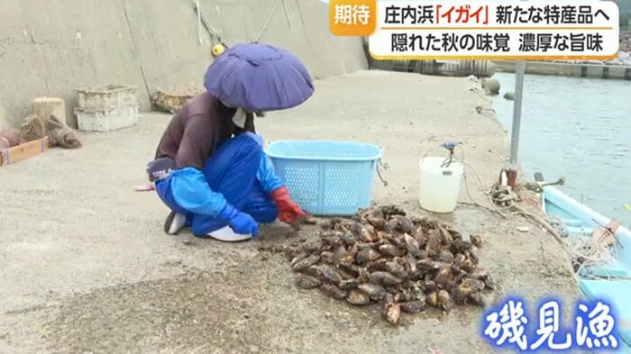 由良漁港で水揚げされたイガイ