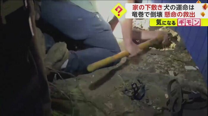 シャベルで穴を広げようとする男性スタッフ