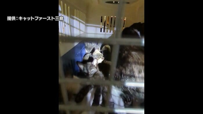 住宅前に投棄されたネコ17匹
