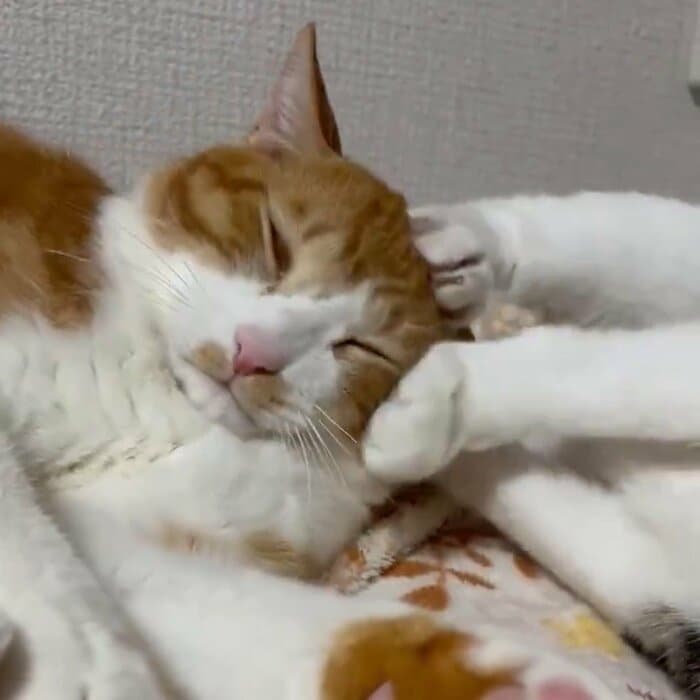 頭や顔をこねくり回される、きなこくん