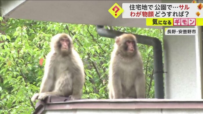 別のサルも...