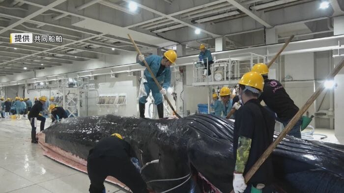 解体されるクジラ(資料映像)