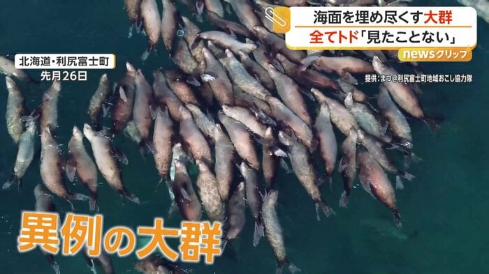 折り重なるように身を寄せ合うトドの群れ