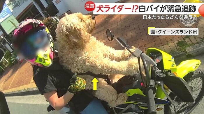犬を体にくくりつけていたライダー(Queensland Police)