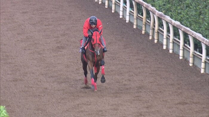 シランケドの調教