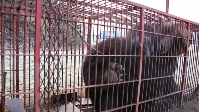 巨大グマは箱わなにかかり駆除された