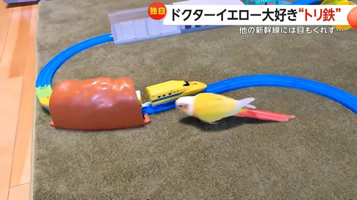 ドクターイエローを追うきいちゃん(視聴者撮影)