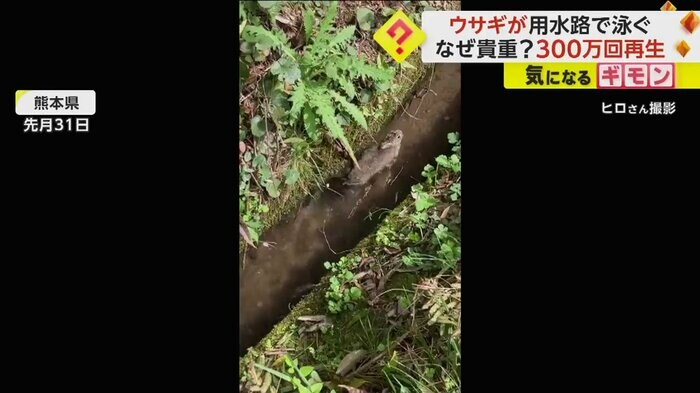 用水路に浮いている野ウサギ