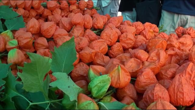 出来は最高! ほおずき市開催 宮崎県日南市