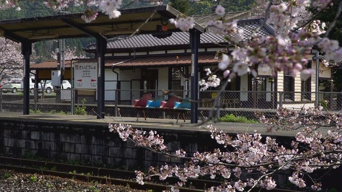 花吹雪舞う桜のトンネル 築105年の歴史ある駅舎「採銅所」【福岡発】