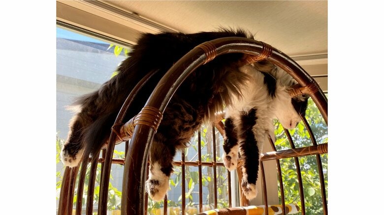 これでリラックス？嘘みたいな場所で寝そべる猫が痛そうだけど…飼い主「どうしてなのか不思議です」｜FNNプライムオンライン