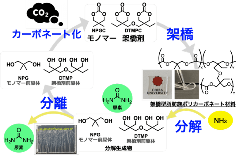 CO2から生まれ、肥料と原料へ還るプラスチックシステム～炭素と窒素を循環利用する新しい高分子資源循環系を実証～