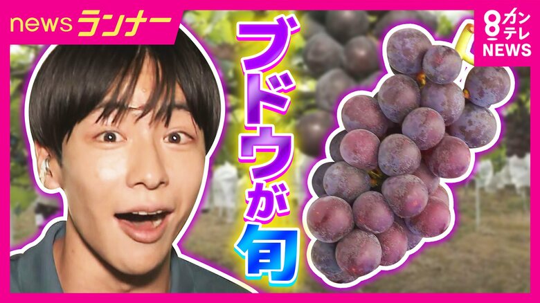 「ことしは1.3倍の大きさに」今が旬の『巨峰』は10年に1度の豊作　関西最大級の農園から秦アナが中継　珍しい“パイナップル味のブドウ”！？　和歌山｜FNNプライムオンライン
