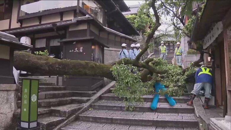 「ドーンと音が出た」桜の木が突然倒れる　“世界遺産”清水寺の近く　下敷きになった男性教師（62）重傷｜FNNプライムオンライン