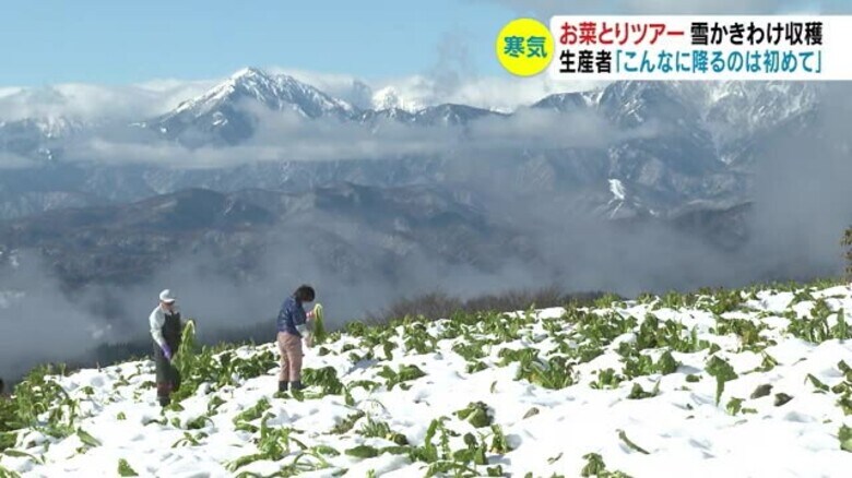 「11月にこんなに降るのは初めて」　人気の「お菜とりツアー」始まる　雪かきわけ野沢菜収穫｜FNNプライムオンライン
