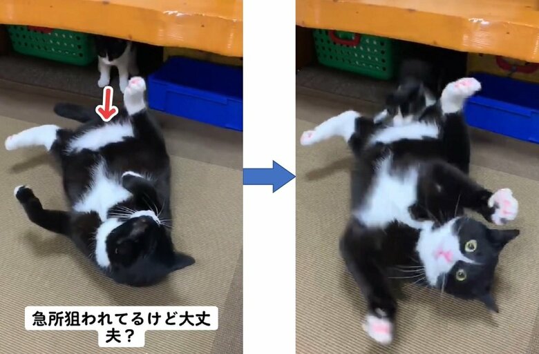 飼い主さんが見てほしかった「急所を狙われている様子」