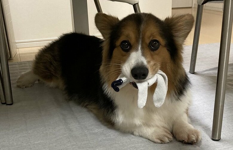 軍手を泥棒　後先考えない行為なので、見つかって初めて「やばい！」となるという