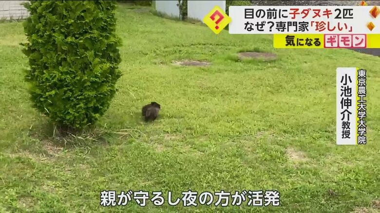 子ダヌキは短い足で、ちょこちょこと走り回っている