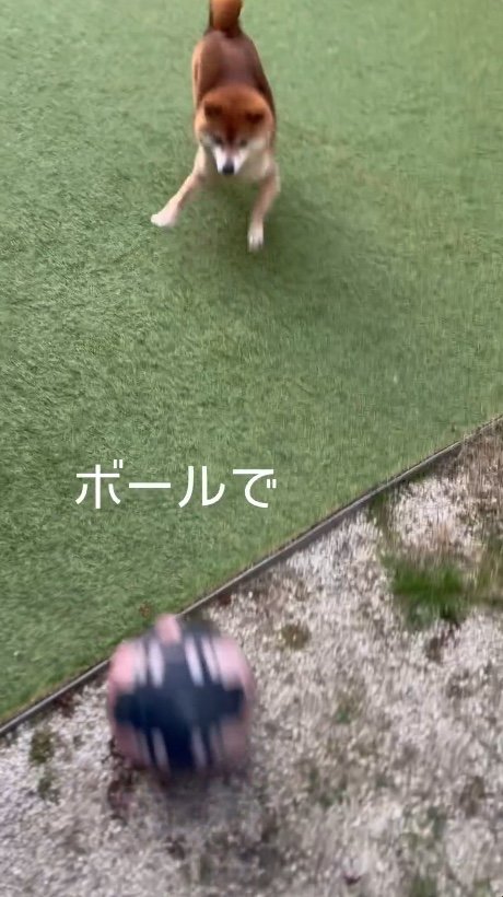 提供：Nerushibaさん