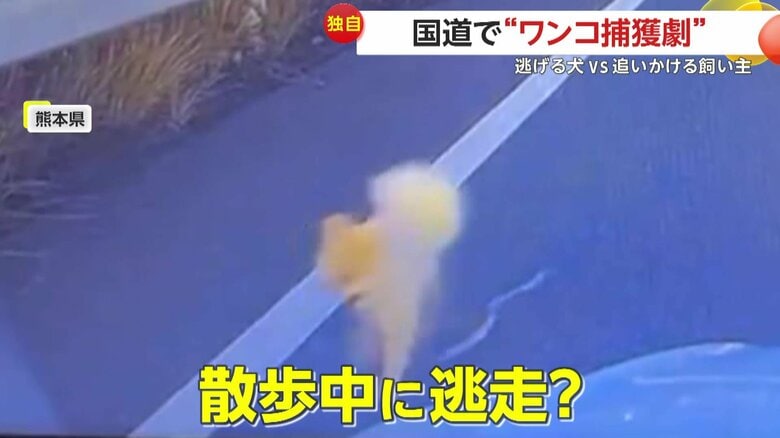 散歩中に逃げ出したのか、道路の真ん中を走り回っていた犬