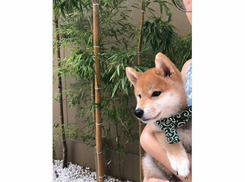 抱っこで散歩をしている時（提供：torakichi602さん）