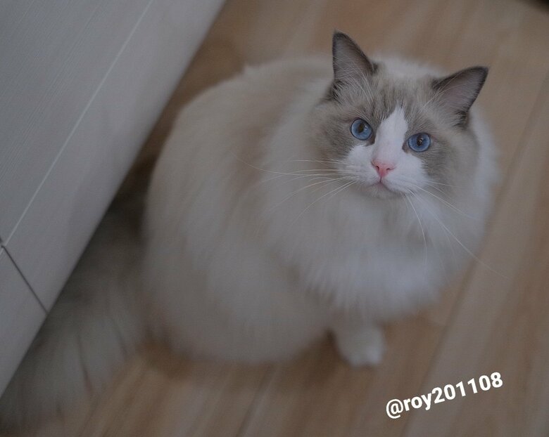 提供：ロイくん@roy201108さん