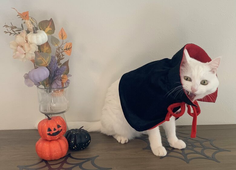 提供：@hakusama0906