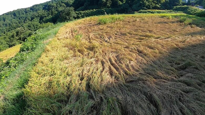 稲のほとんどが枯れた状態