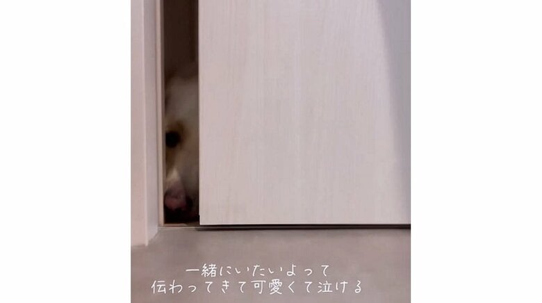 脱衣所の扉の隙間からのぞいているぽのくん