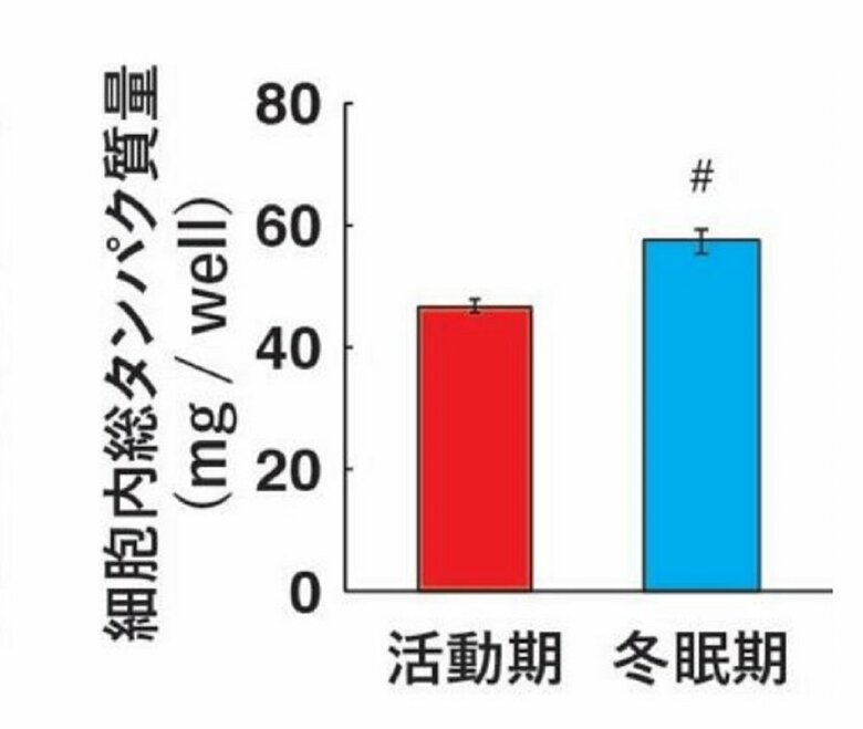 細胞内総タンパク質量の活動期と冬眠期の比較（画像提供：広島大学）