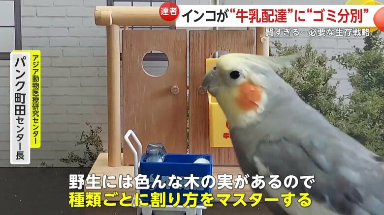 生き抜くために身についた賢さだという（映像提供：@mocomaru0901）