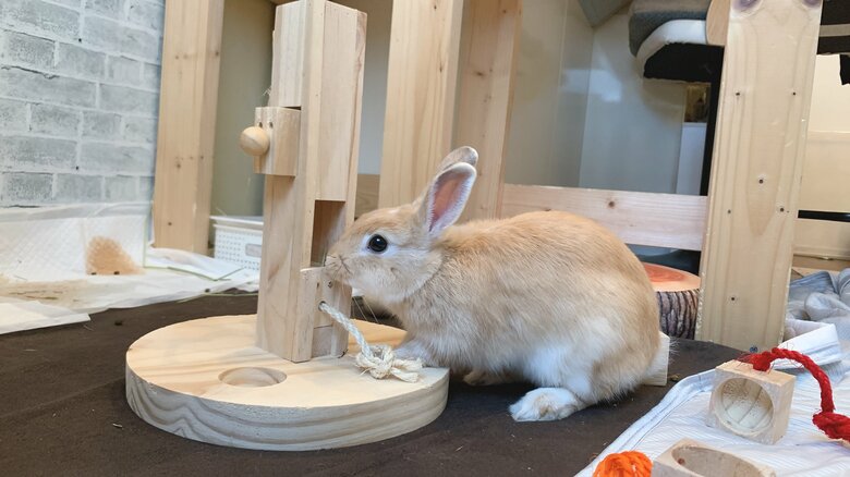 提供：げんまいとうるちさん