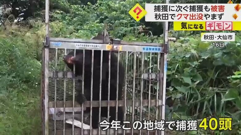 捕獲されたクマ。鉄格子をかみ切ろうと暴れている