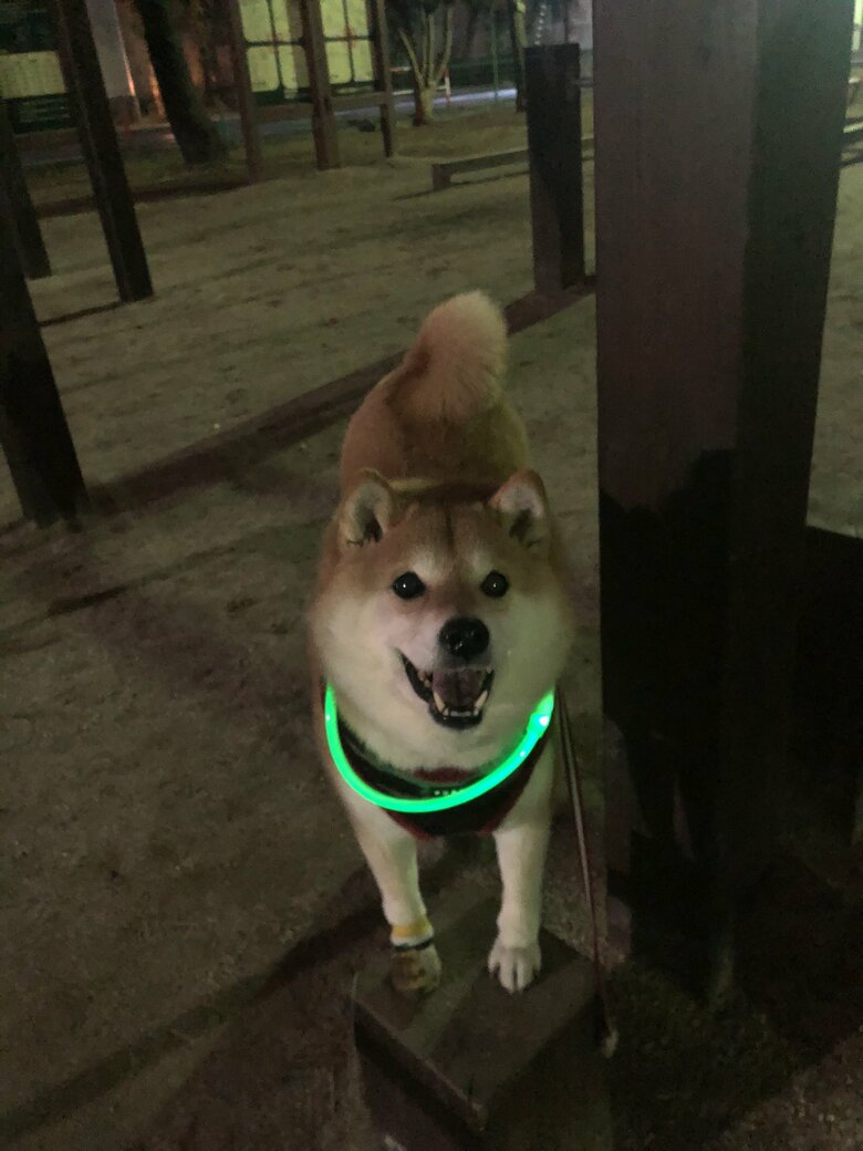 画像提供：柴犬ハナさん