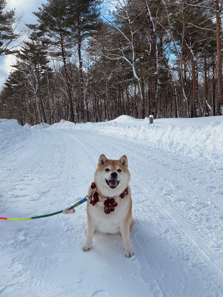 画像提供：柴犬ハナさん
