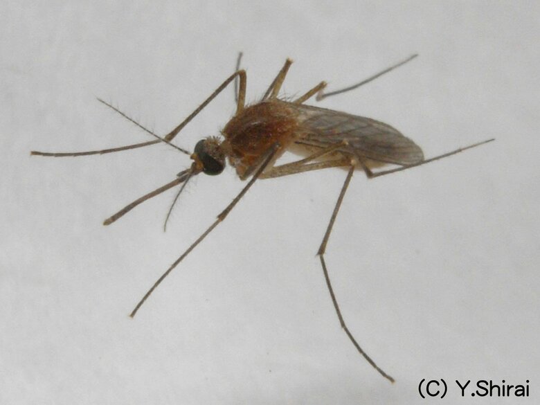 9～10月に活動が活発になるアカイエカ（画像提供：白井良和さん）