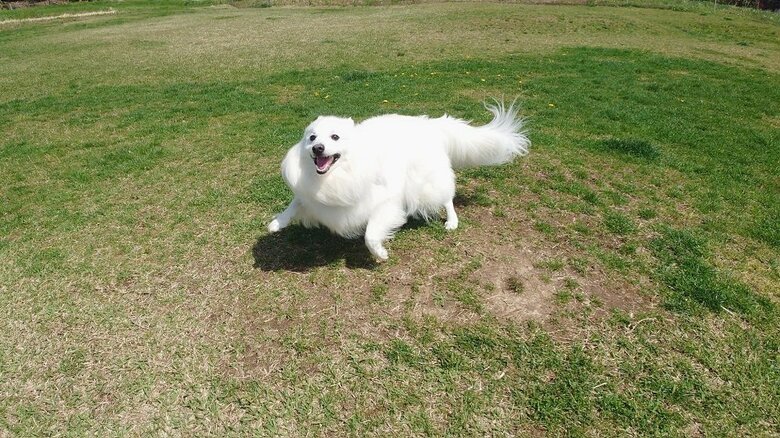 駆け回って楽しそう