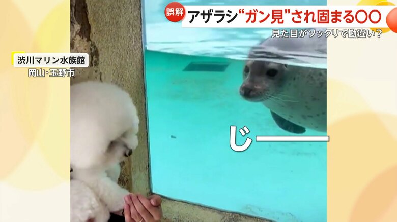 セトくんをじっと見つめるもち丸くん（@seto_1022）