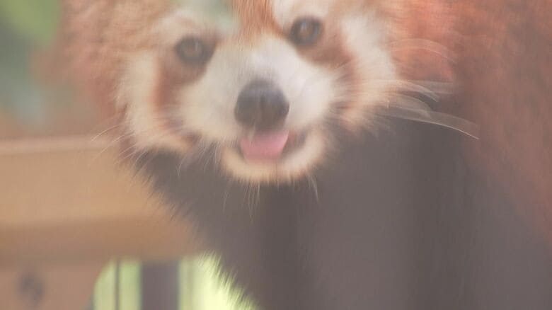 カメラ目線の杏香