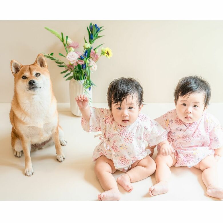 提供：柴犬　むぎさん