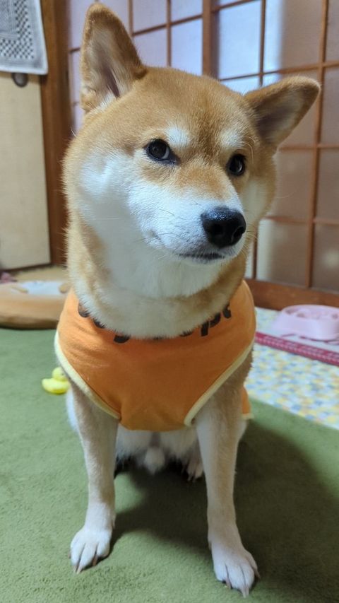 提供：柴犬スティーブch【コーギーと猫を添えて】さん