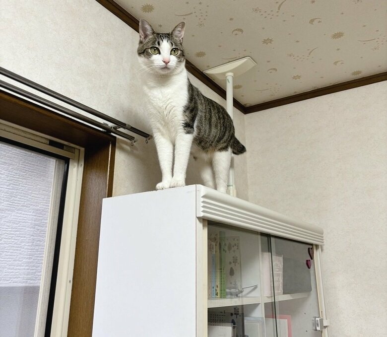 この机の上が好きでよくいるという